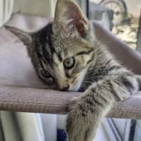 Photo of Eddie 🐾🐅