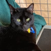 Photo of Luca & Smudge