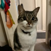 Photo of Bunny *9 Lives Project Rescue*