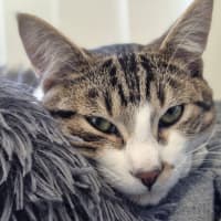 Photo of Flip