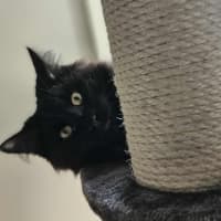 Photo of Onyx *9 Lives Project Rescue*