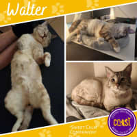 Photo of Walter