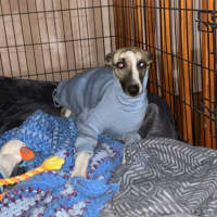 Photo of Whiskey