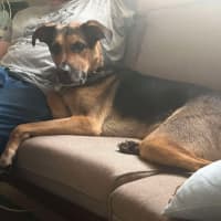 Photo of Doctor Dillamond