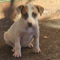 Photo of Maple