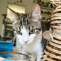 Photo of Tink
