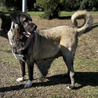 Photo of Lara (60413)