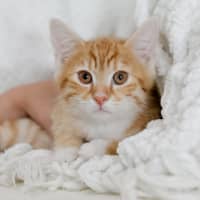 Photo of Dex