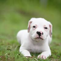 Photo of Hamish