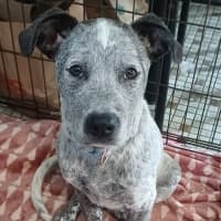 Photo of Diesel 