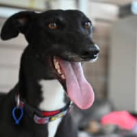 Photo of Lucy   4 Year Old Greyhound