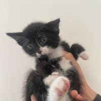 Photo of C1396 Spencer