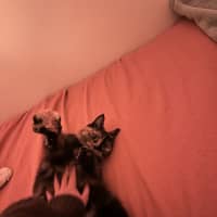 Photo of Amber