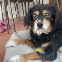 Photo of Sir Battenberg