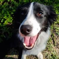Photo of Buddy