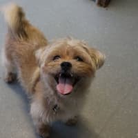 Photo of Simba