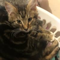 Photo of Kevin *9 Lives Project Rescue*