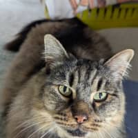 Photo of Fluffy