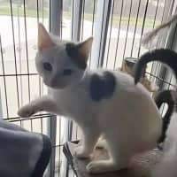 Photo of Moomoo