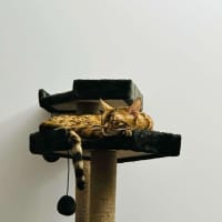 Photo of Luna