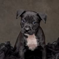 Photo of Sherbert