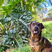 Photo of Dexter *$250 Adoption Fee*