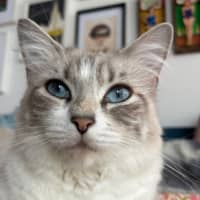 Photo of Violet