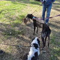 Photo of Poppy, The Cat Friendly Greyhound