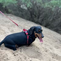 Photo of Romeo