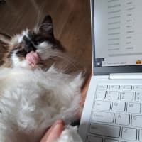 Photo of Smokey