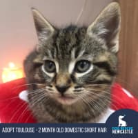 Photo of Toulouse   2 Month Old Domestic Short Hair (Trial)