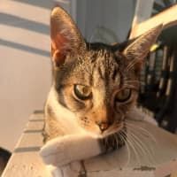 Photo of Schooner