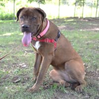 Photo of Ruby