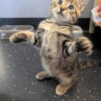 Photo of Savoury Pudding