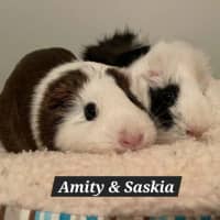 Photo of Amity & Saskia