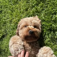 Photo of Millie