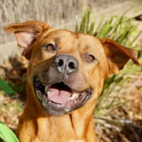 Photo of Smiley
