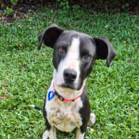 Photo of Molly *$250 Adoption Fee* 