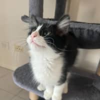 Photo of Jagga Meet Me@Petstock Keysborough Store