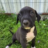 Photo of Binky   7 Week Old Bull Arab X Mastiff 