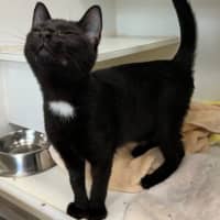 Photo of Midnight