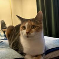 Photo of Cindy Clawford