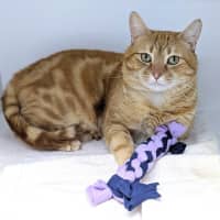 Photo of Garfield