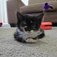 Photo of Creaming Soda