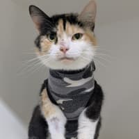 Photo of 🎀 Lucinda 6643 🎀