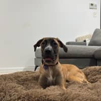 Photo of Whippy   5 Month Old Rhodesian Ridgeback X