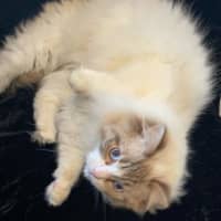 Photo of Fudge