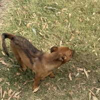 Photo of Jazz (Formerly Aza)