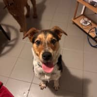 Photo of Merve   10 Month Old Kelpie X Cattle Dog