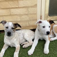 Photo of Yuki   4 Month Old Border Collie X (Trial)